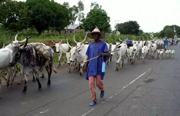 Report Fulani herdsmen who refuse to release their phone numbers – Cattle Breeders Association begs Abia leaders